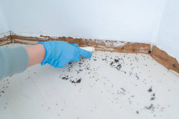 Best Affordable Pest Control Services  in Oriole Beach, FL